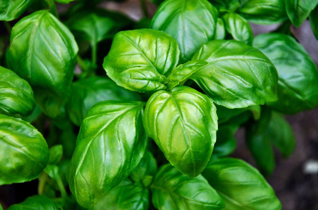 HE Basil (India)