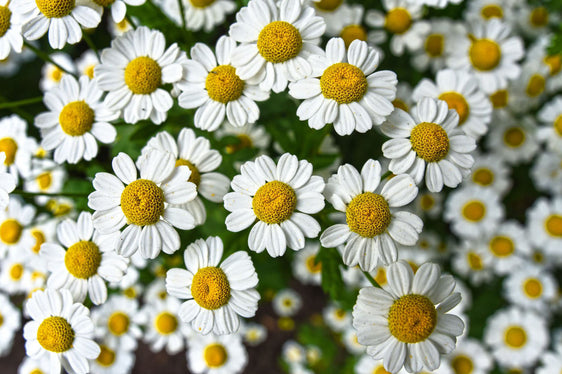 HE Chamomile (Roman 3%)