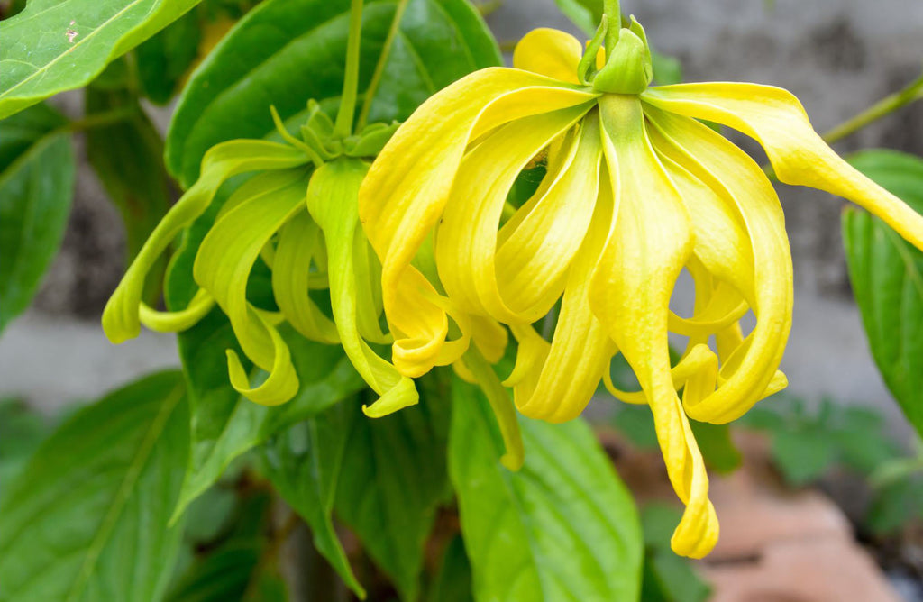 HE Ylang Ylang #1