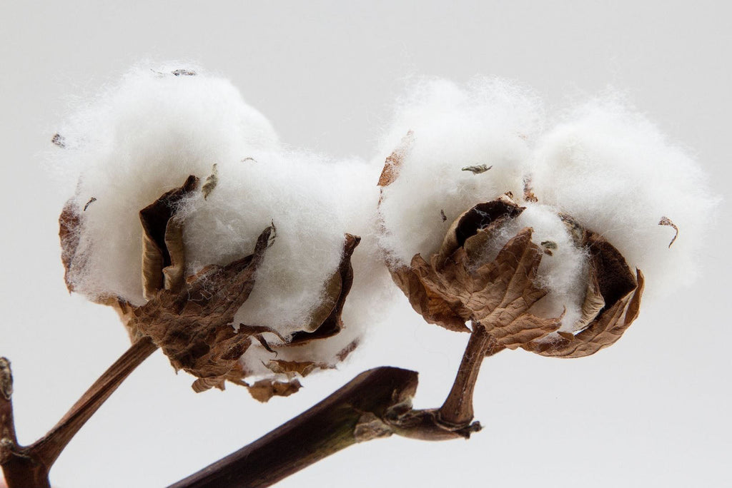 Cotton Flower Perfume 